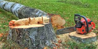 Tree and Shrub Care in Westmorland, CA