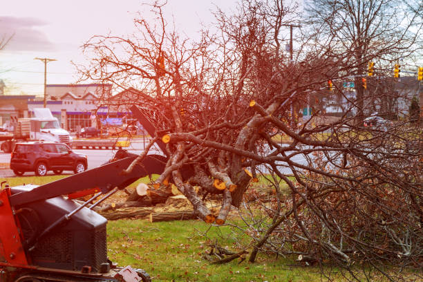How Our Tree Care Process Works  in  Westmorland, CA