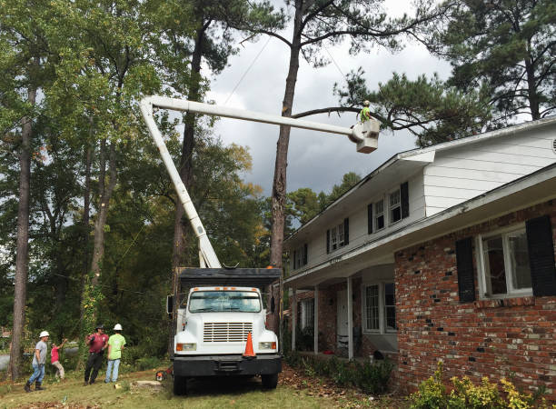 Best Tree Preservation Services  in Westmorland, CA
