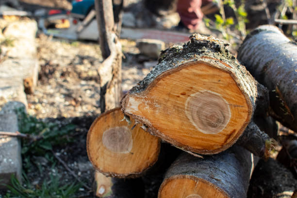 Best Tree Disease Treatment  in Westmorland, CA