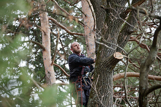 Best Tree Mulching  in Westmorland, CA