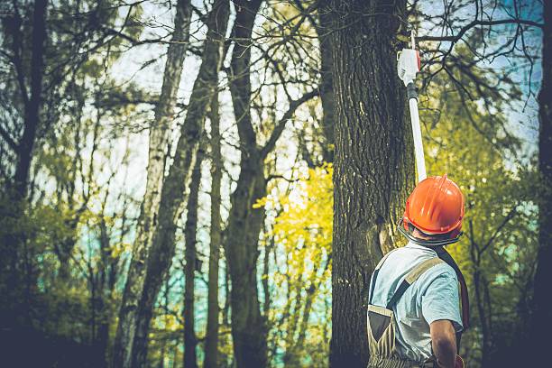 Professional Tree Care in Westmorland, CA